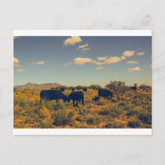 Cookes Peak Postcard 07