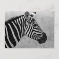 Cool black and white zebra pattern