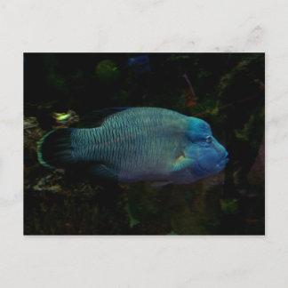 Cool Blue Fish Postcard