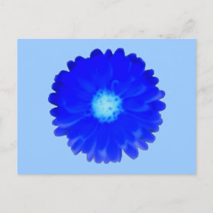 Cool Blue Marigold Postcard