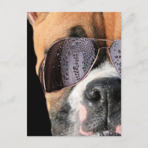 Cool Boxer in sunglasses postcard