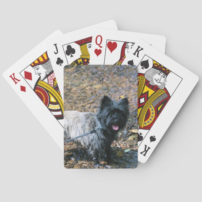 Cool  cairn playing cards (Back)