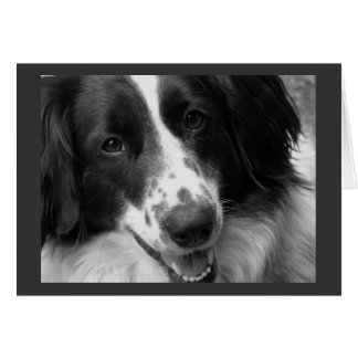 Cool, Calm and Relaxed Dog