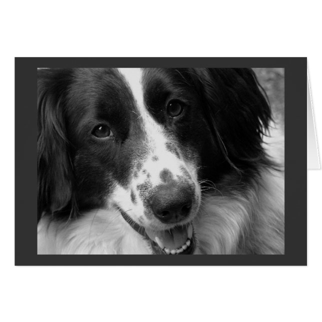 Cool, Calm and Relaxed Dog (Front Horizontal)