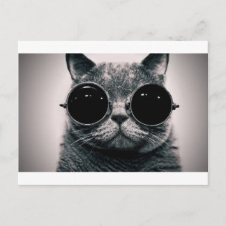 cool cat kool kat with shades postcard