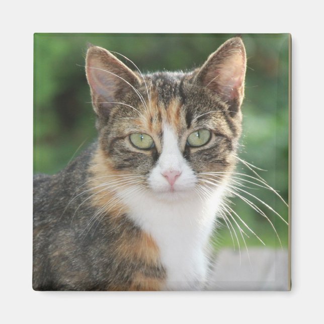 Cool Cat Magnet (Front)