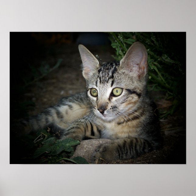 Cool Cat Poster (Front)