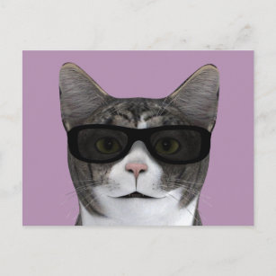 Cool Cat With Black Sunglasses Postcard
