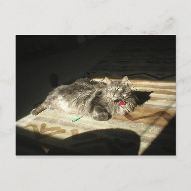 Cool Cats Rule Postcard (Front)