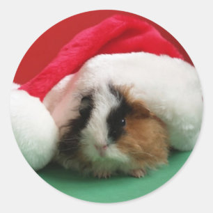Cool Christmas Guinea Pig Stickers