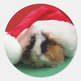 Cool Christmas Guinea Pig Stickers