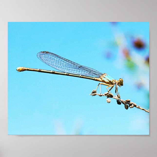 Cool Close up of a Dragonfly Nature Photography Poster (Front)
