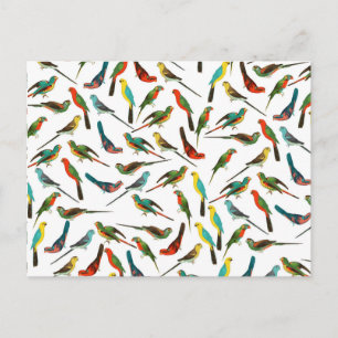 Cool colourful tropical watercolor birds pattern postcard