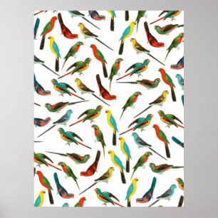 Cool colourful tropical watercolor birds pattern poster
