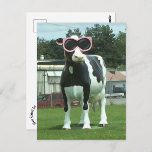 cool cow 1 postcard