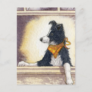 Cool cowboy collie carefully keeps an eye... postcard