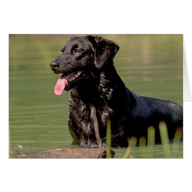 Cool dip (Front Horizontal)