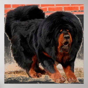Cool Dog Lover Tibetan Mastiff Poster