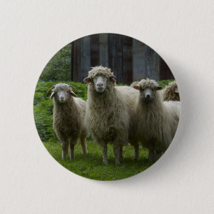 Cool Flock of Sheep   Farmland 6 Cm Round Badge