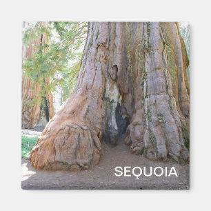 Cool Giant Sequoia Magnet! Magnet
