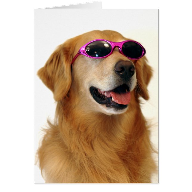 Cool Golden Retriever (Front)