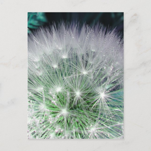Cool green and white dandelion with waterdrops postcard (Front)
