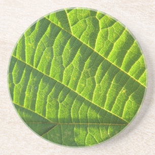 Cool green leafprint coaster