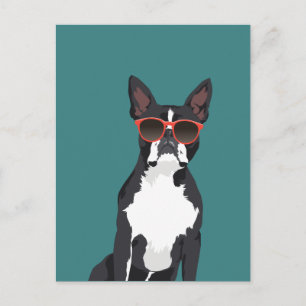 Cool Hipster Black and White Boston Terrier Postcard
