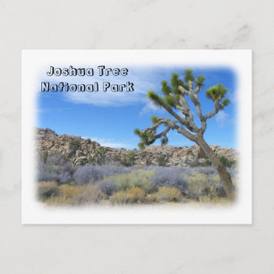 Cool Joshua Tree Postcard! Postcard