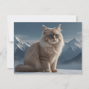 Cool Kitty  Postcard