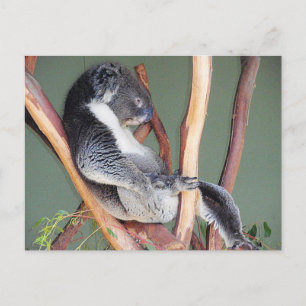 Cool Koala Postcard