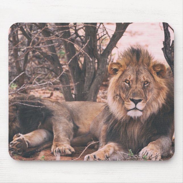 Cool Lion Photo Mouse Mat (Front)