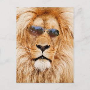 Cool Lions face Postcard