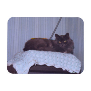Cool Nebelung  Magnet