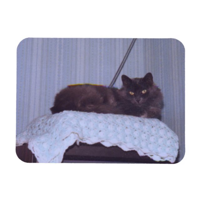 Cool Nebelung  Magnet (Horizontal)