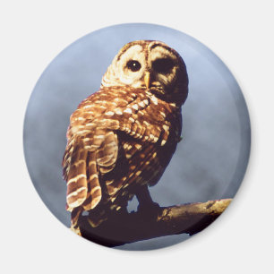Cool Owl Magnet