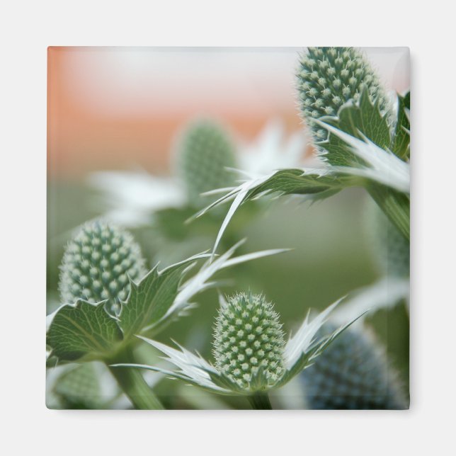 Cool Plant Magnet (Front)