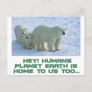 cool polar bear designs postcard