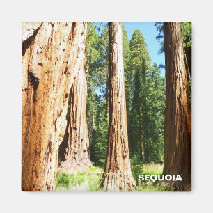 Cool Sequoia Magnet! Magnet