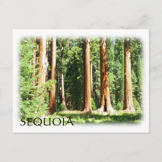Cool Sequoia Postcard! Postcard (Front)