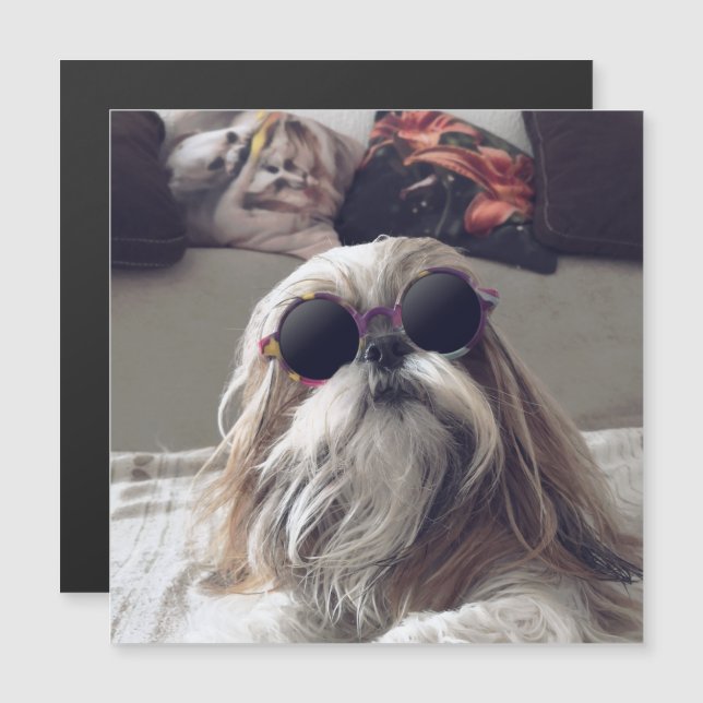Cool Shih Tzu long hair vintage Sunglasses Photo (Front/Back)