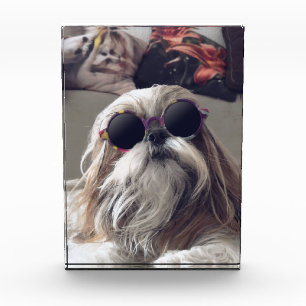 Cool Shih Tzu long hair vintage Sunglasses Photo Block