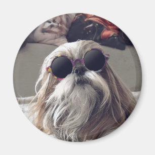 Cool Shih Tzu long hair vintage Sunglasses Photo Magnet
