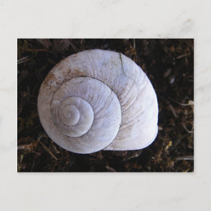 Cool snailshell postcard