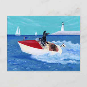 Cool Summer Labradors Postcard