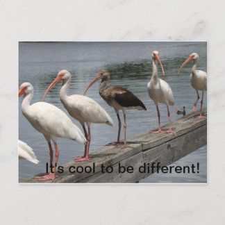 Cool to be different postcard
