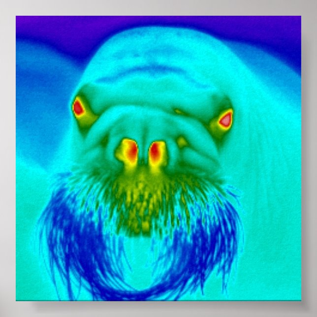 cool walrus poster (Front)