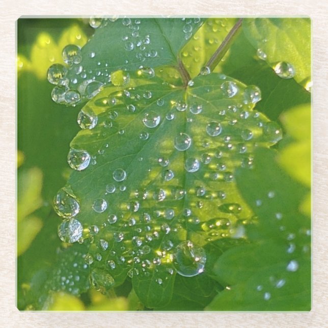Cool Waterdrops On Green Leaf Glass Coaster (Front)