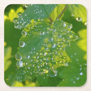Cool Waterdrops On Green Leaf Square Paper Coaster