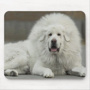 cool White Tibetan Mastiff Mouse Mat